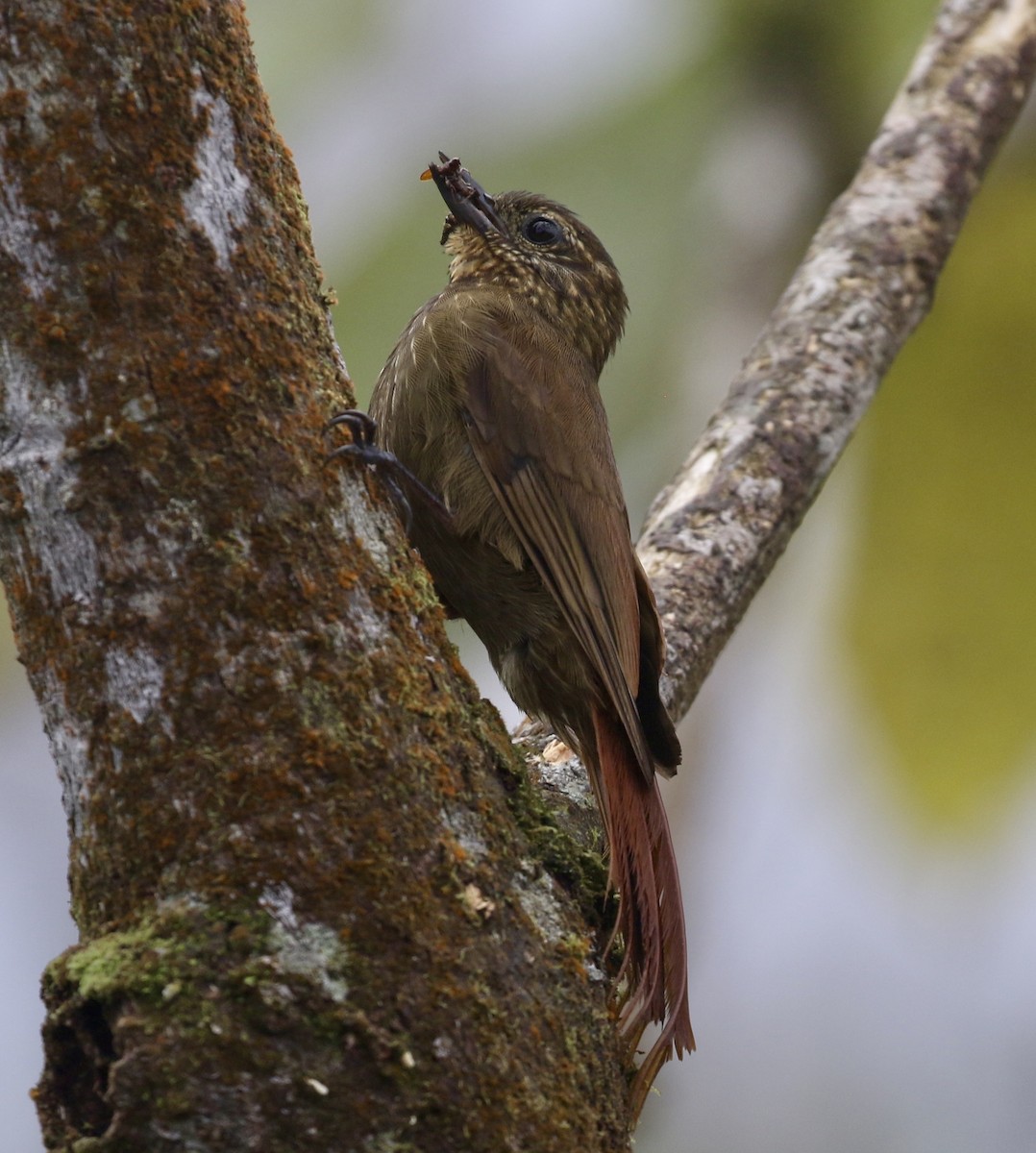 Wedge-billed Woodcreeper (pectoralis Group) - ML644717398