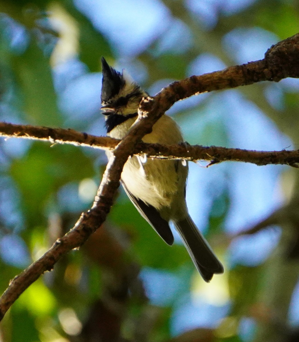 Bridled Titmouse - ML644717399