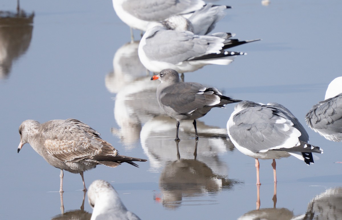 Heermann's Gull - ML644717400