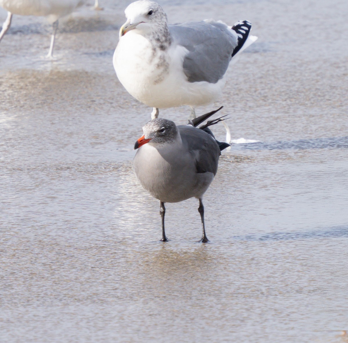 Heermann's Gull - ML644717401