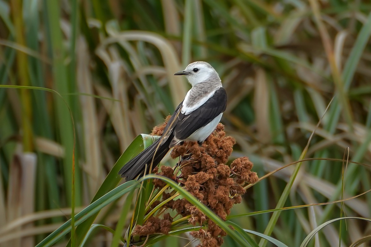 Black-and-white Monjita - ML644717406