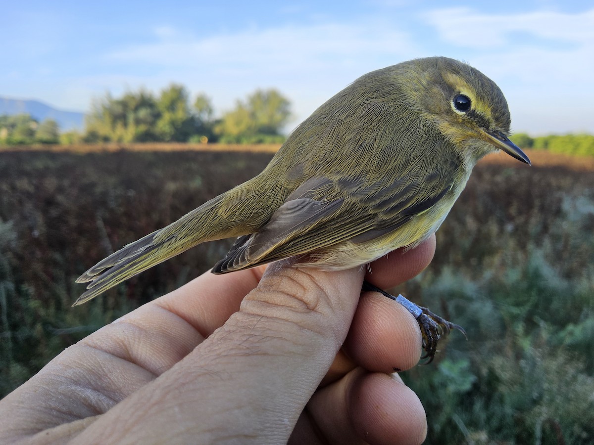 Common Chiffchaff - ML644717407