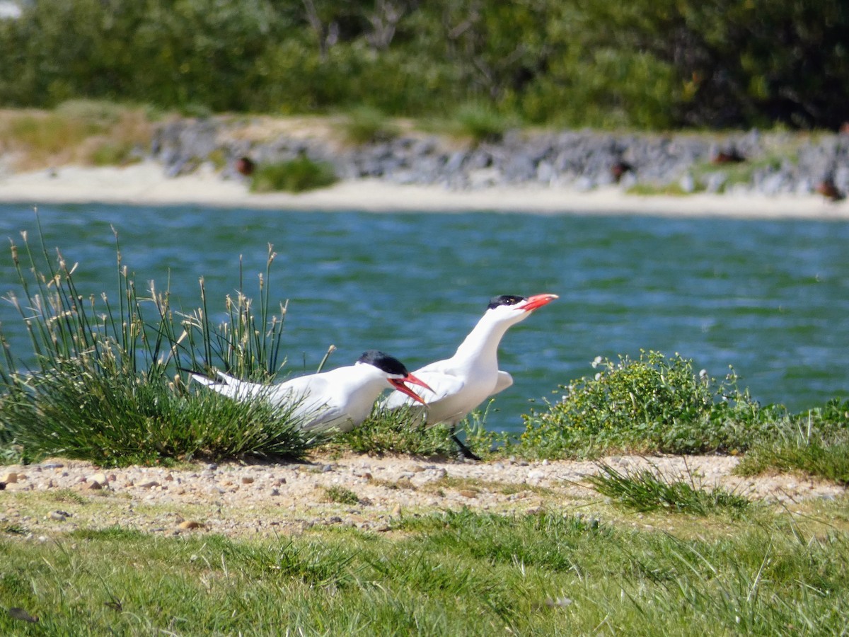 Caspian Tern - ML644717408