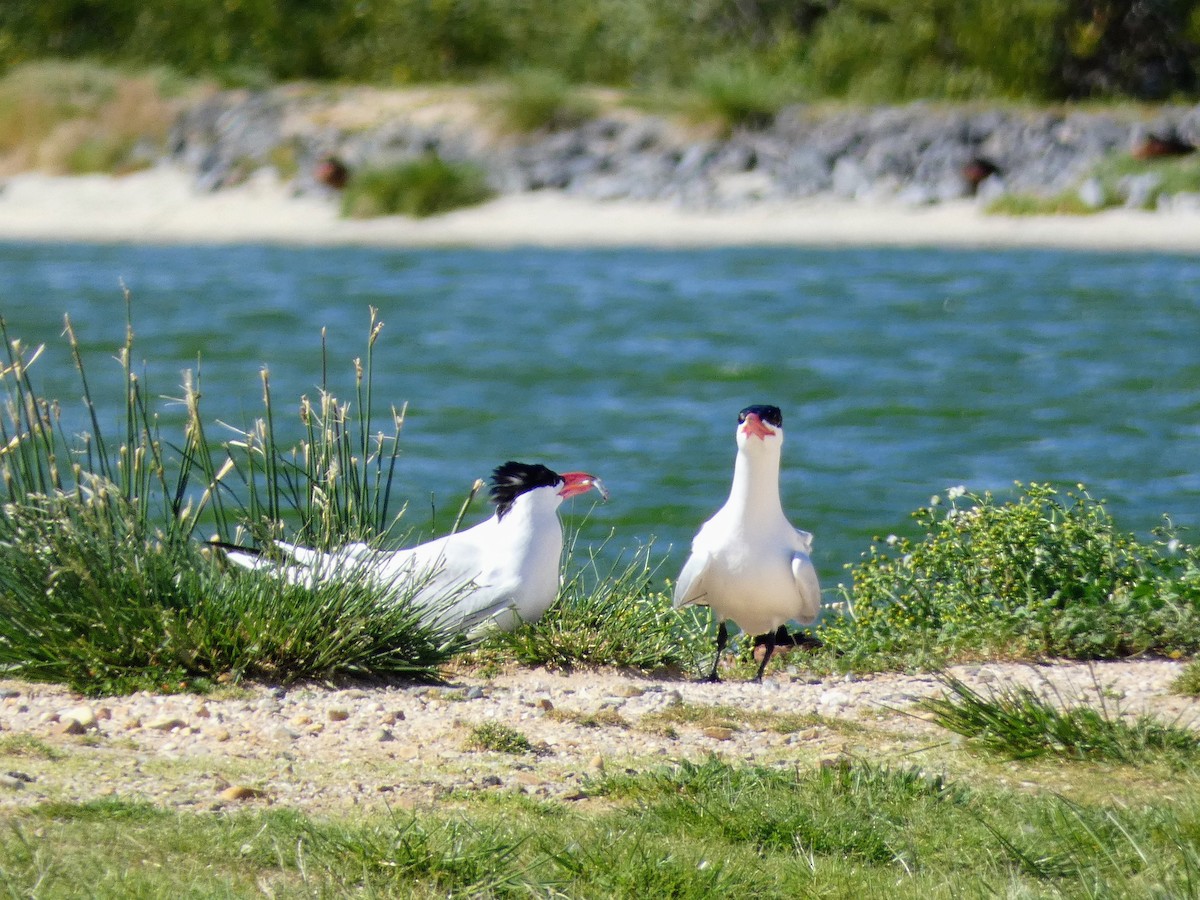 Caspian Tern - ML644717409