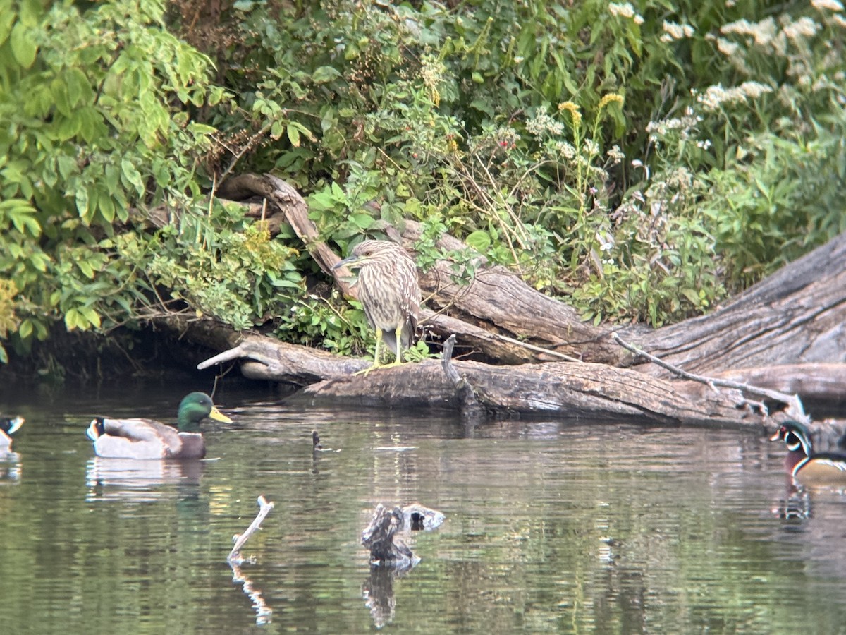 Black-crowned Night Heron - ML644717410