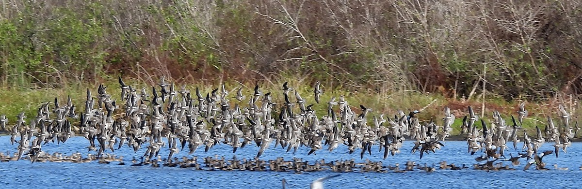 Long-billed Dowitcher - ML644717416