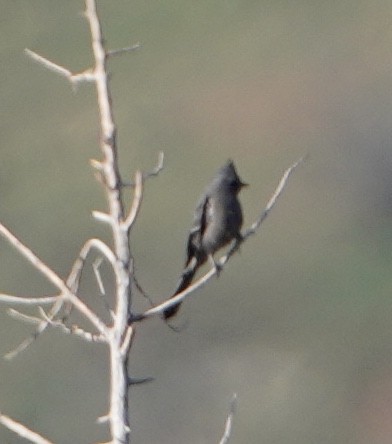 Phainopepla - ML644717417