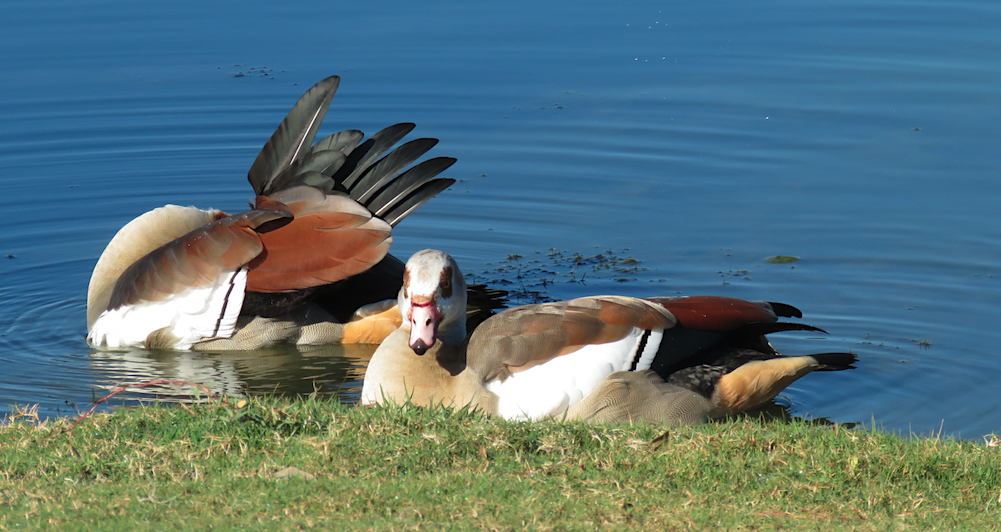 Egyptian Goose - ML644717418