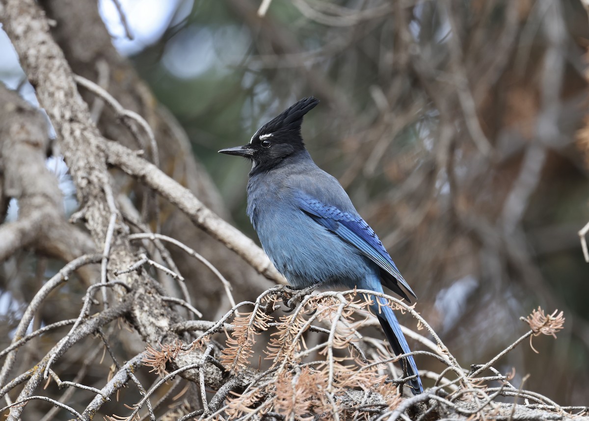 Steller's Jay - ML644717422