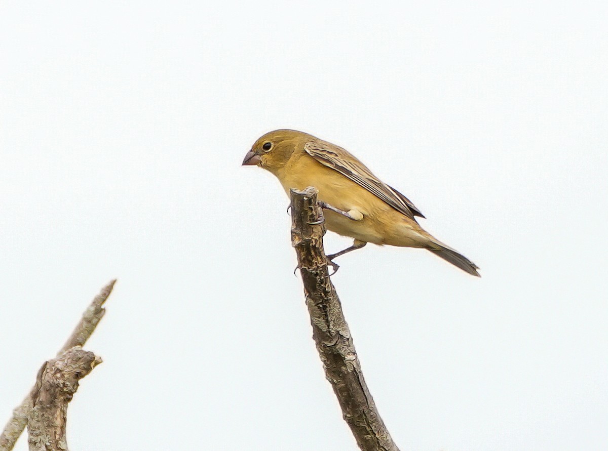 Marsh Seedeater - ML644717423