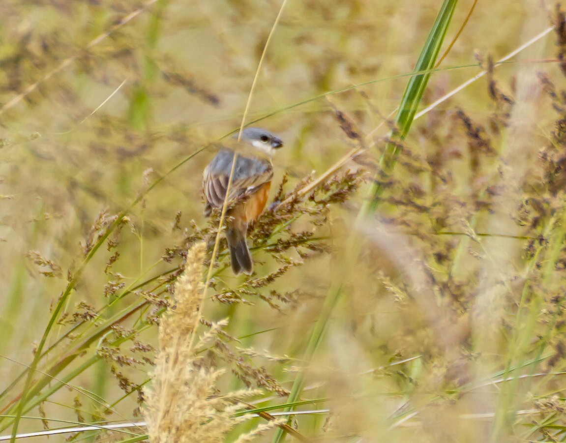 Marsh Seedeater - ML644717424
