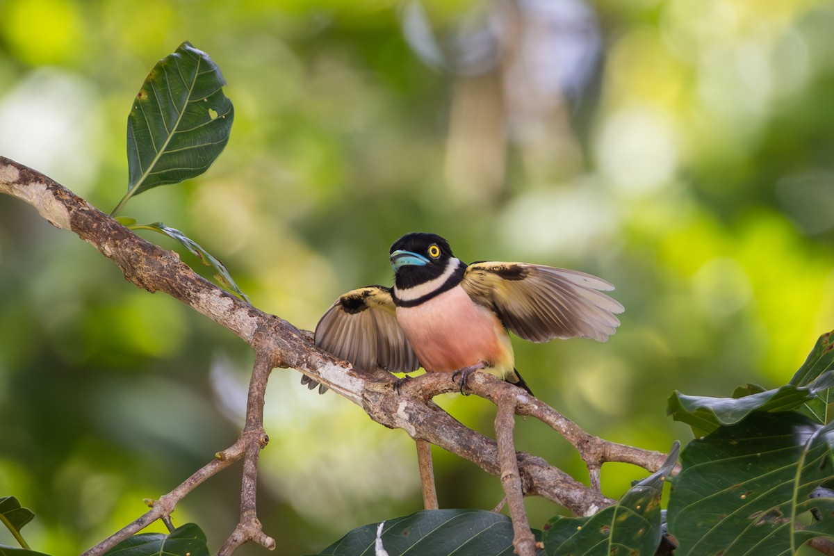 Black-and-yellow Broadbill - ML644717427