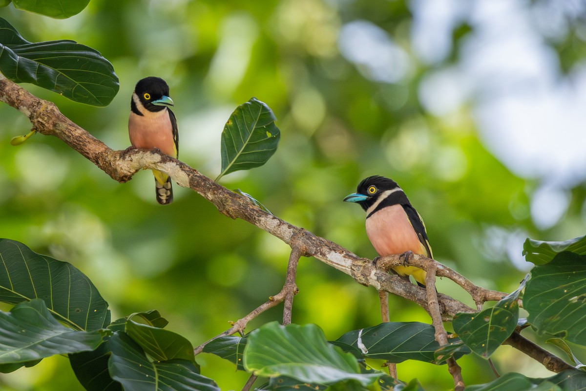 Black-and-yellow Broadbill - ML644717428