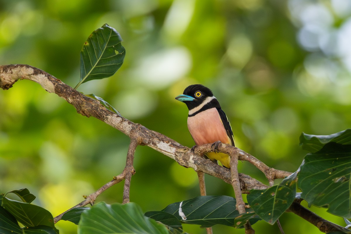 Black-and-yellow Broadbill - ML644717429