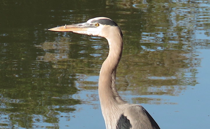 Great Blue Heron - ML644717432