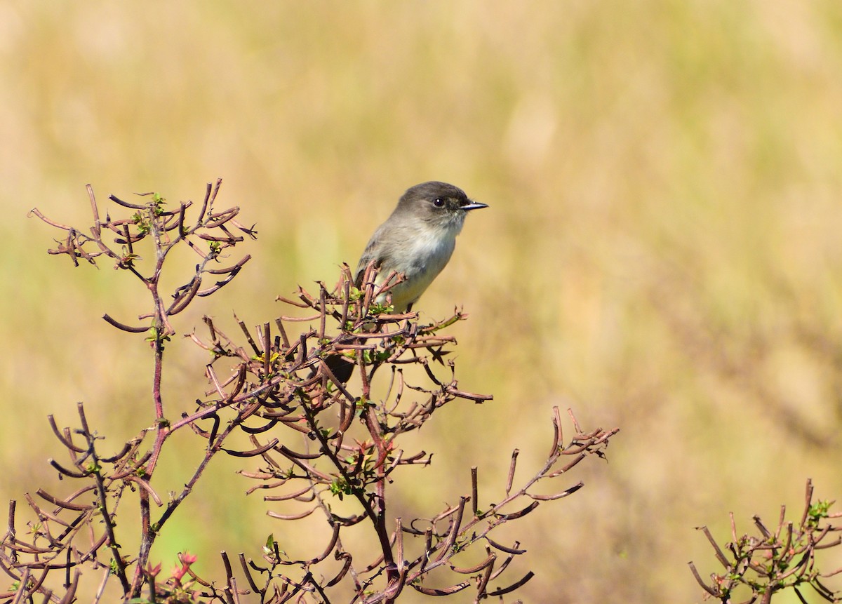 Eastern Phoebe - ML644717433