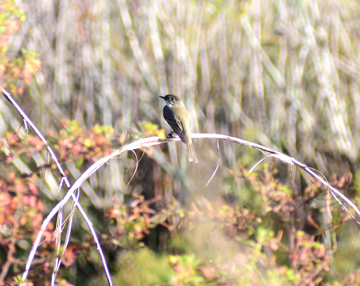 Eastern Phoebe - ML644717434