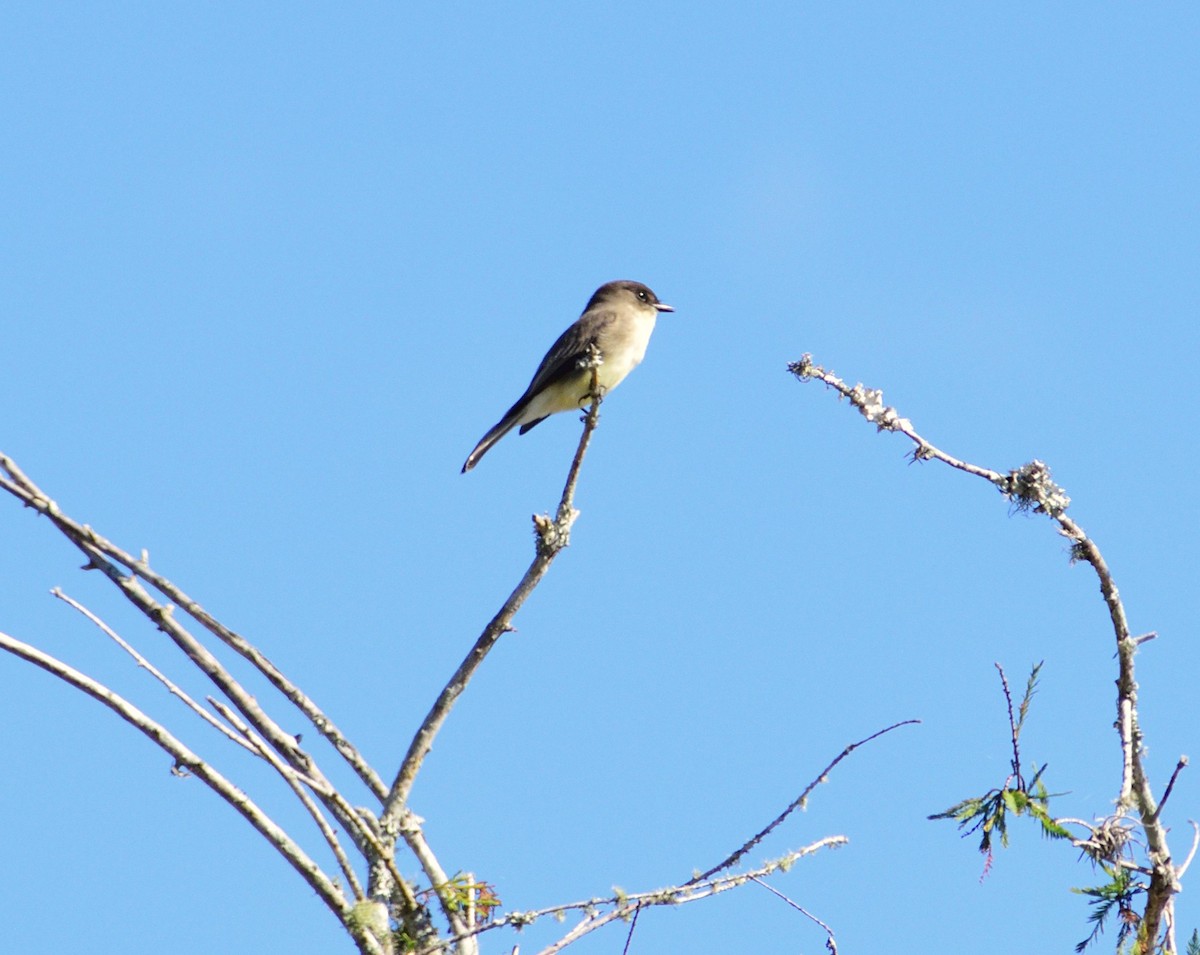 Eastern Phoebe - ML644717436