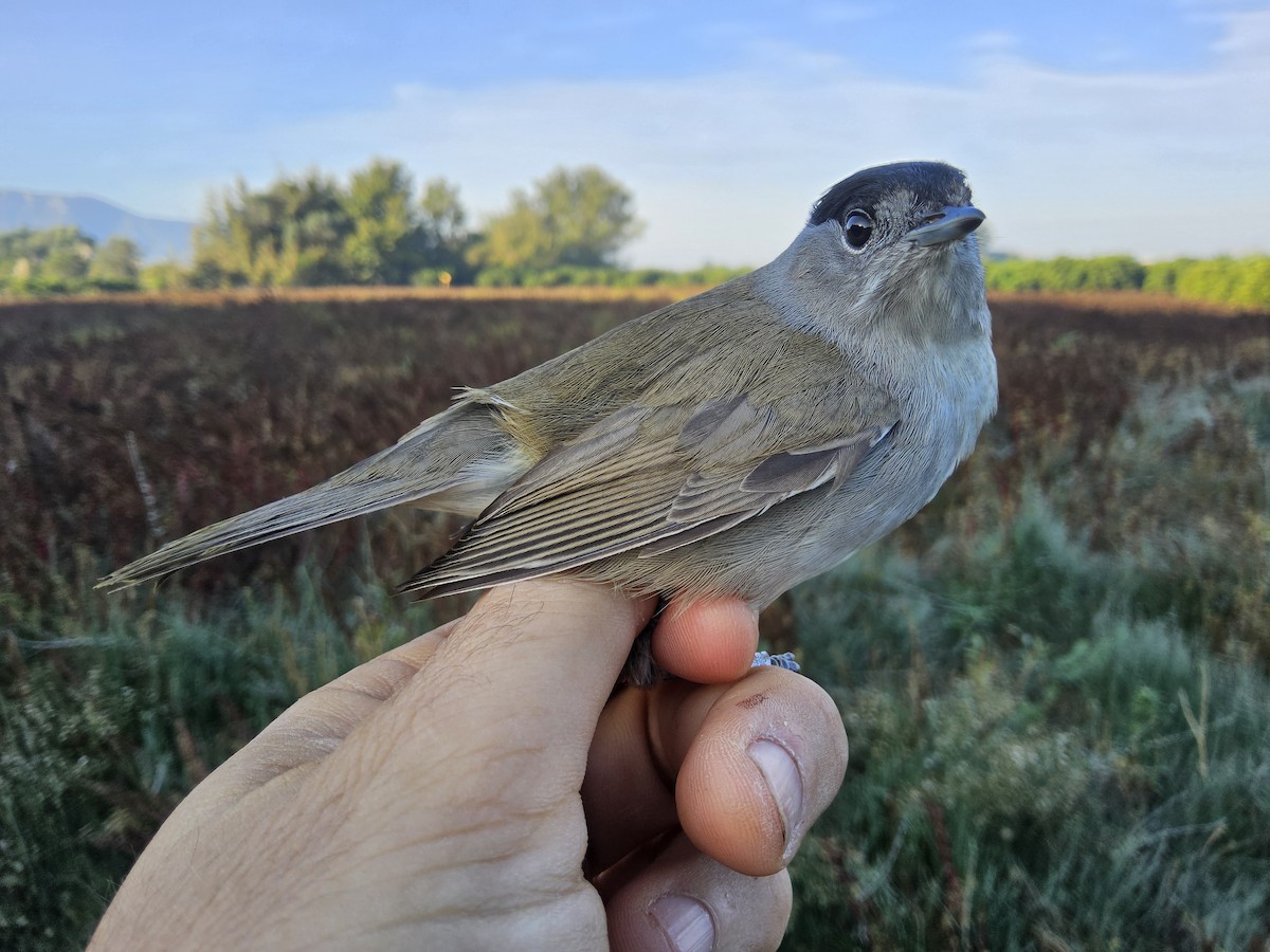Eurasian Blackcap - ML644717437