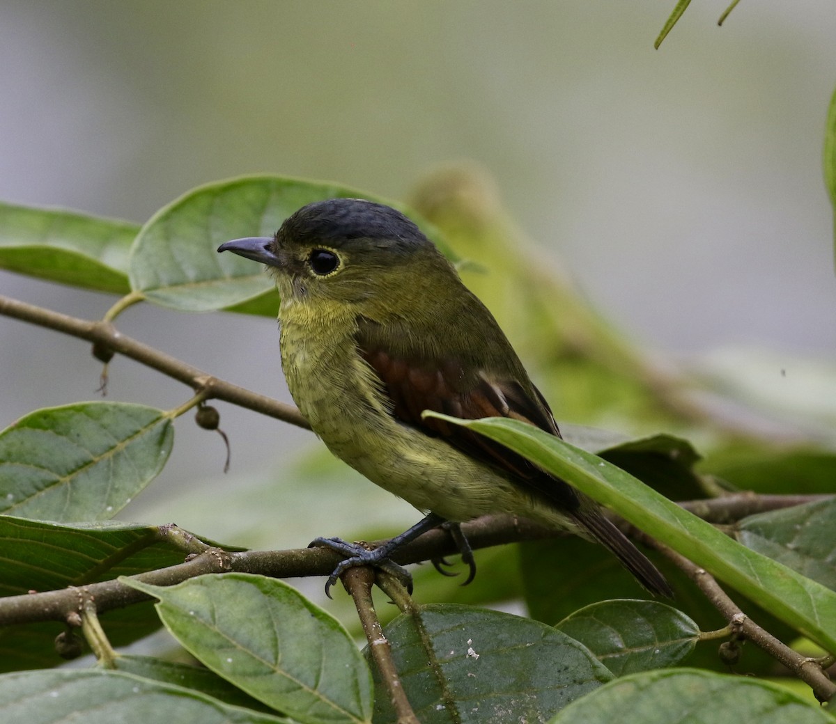 Barred Becard - ML644717438