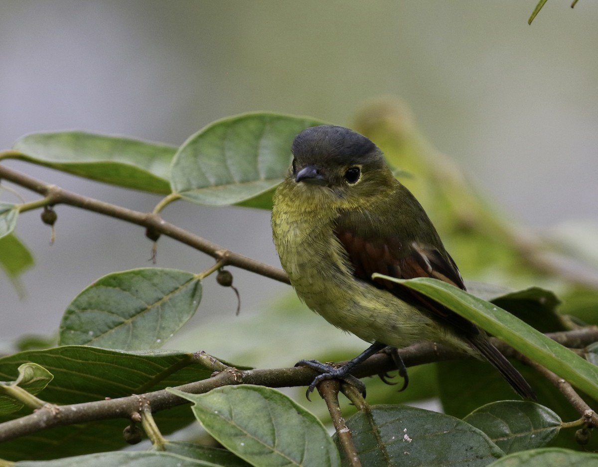 Barred Becard - ML644717439