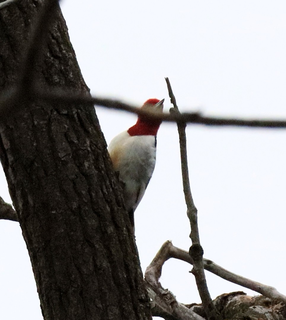 Red-headed Woodpecker - ML644717440