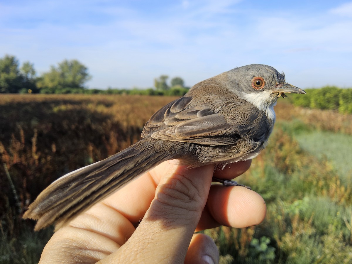 Sardinian Warbler - ML644717443