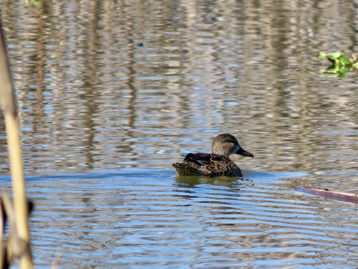 Blue-winged Teal - ML644717445