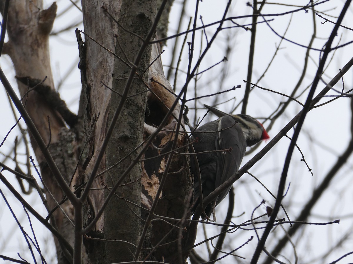 Pileated Woodpecker - ML644717449