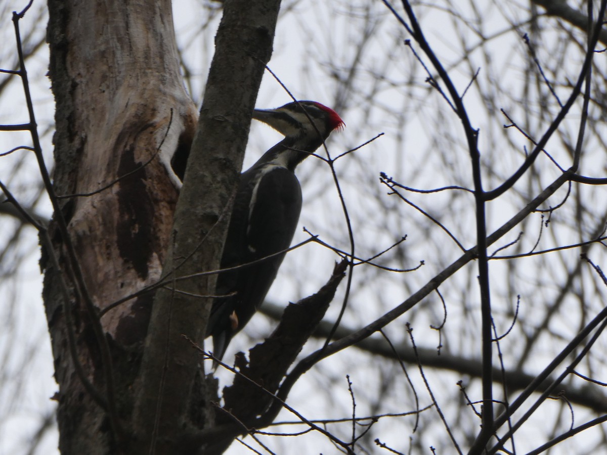 Pileated Woodpecker - ML644717450