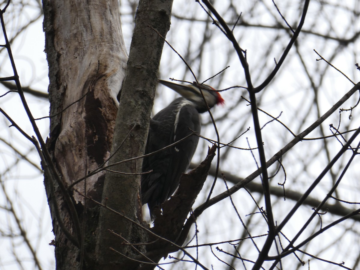 Pileated Woodpecker - ML644717451