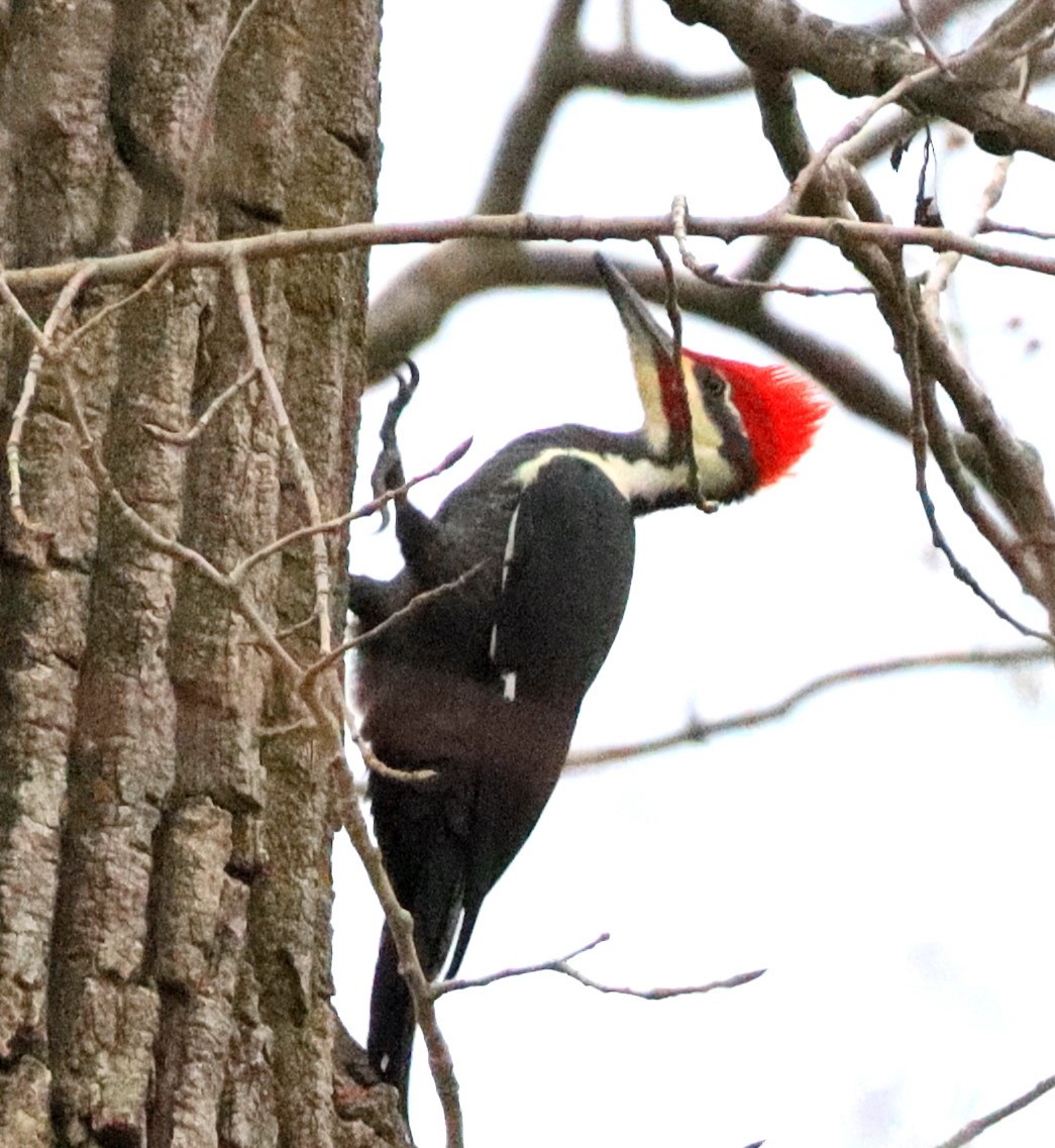 Pileated Woodpecker - ML644717452