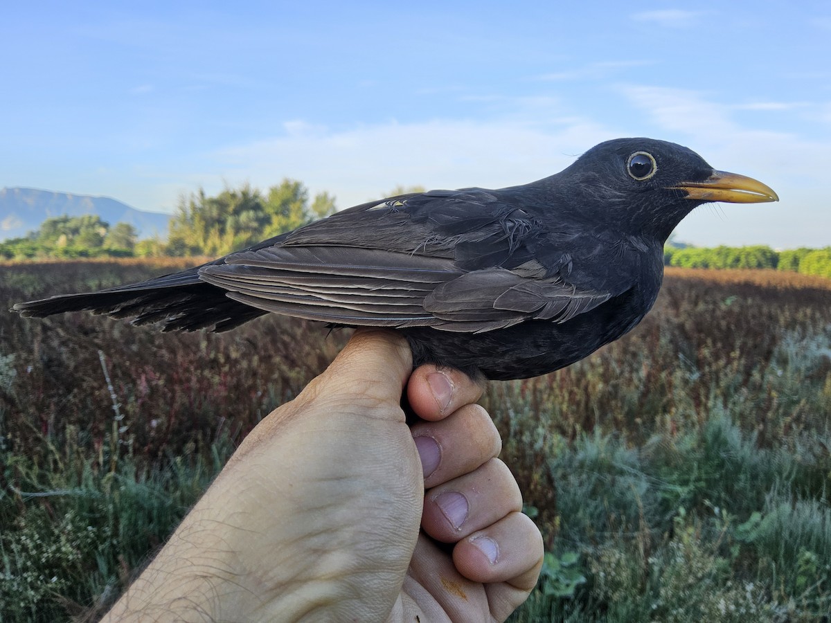 Eurasian Blackbird - ML644717459
