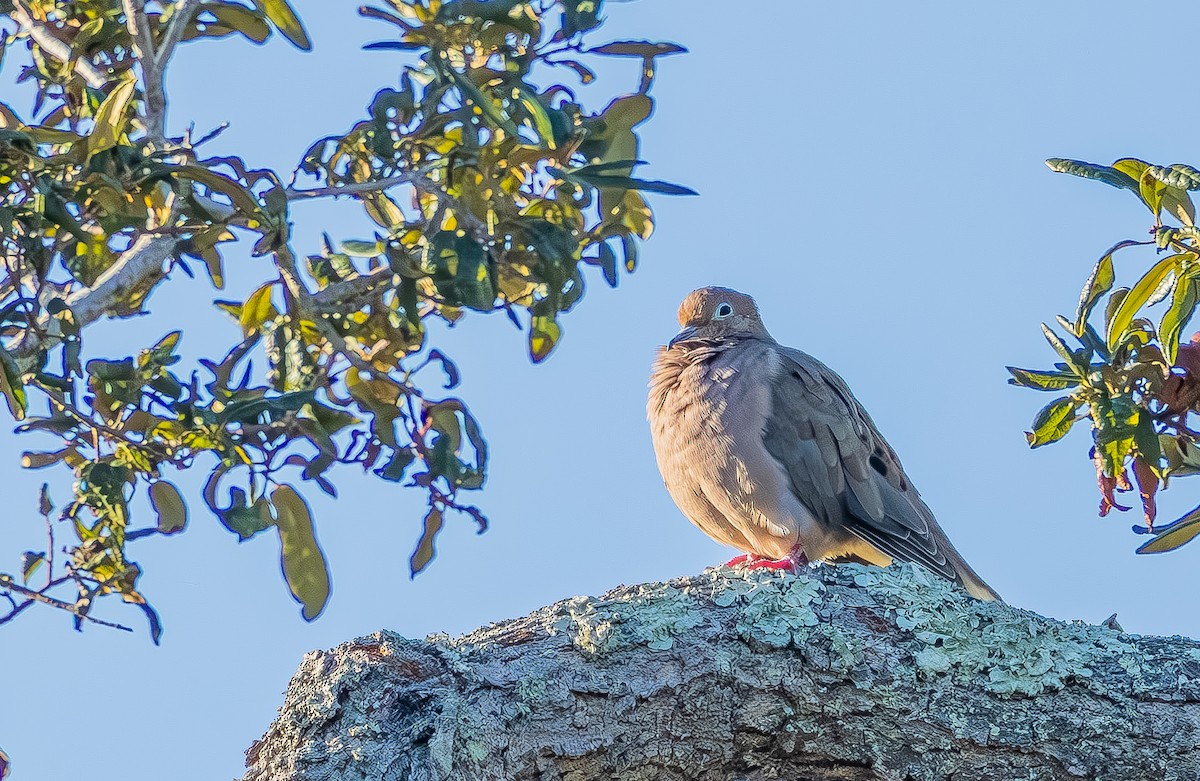 Mourning Dove - ML644717463