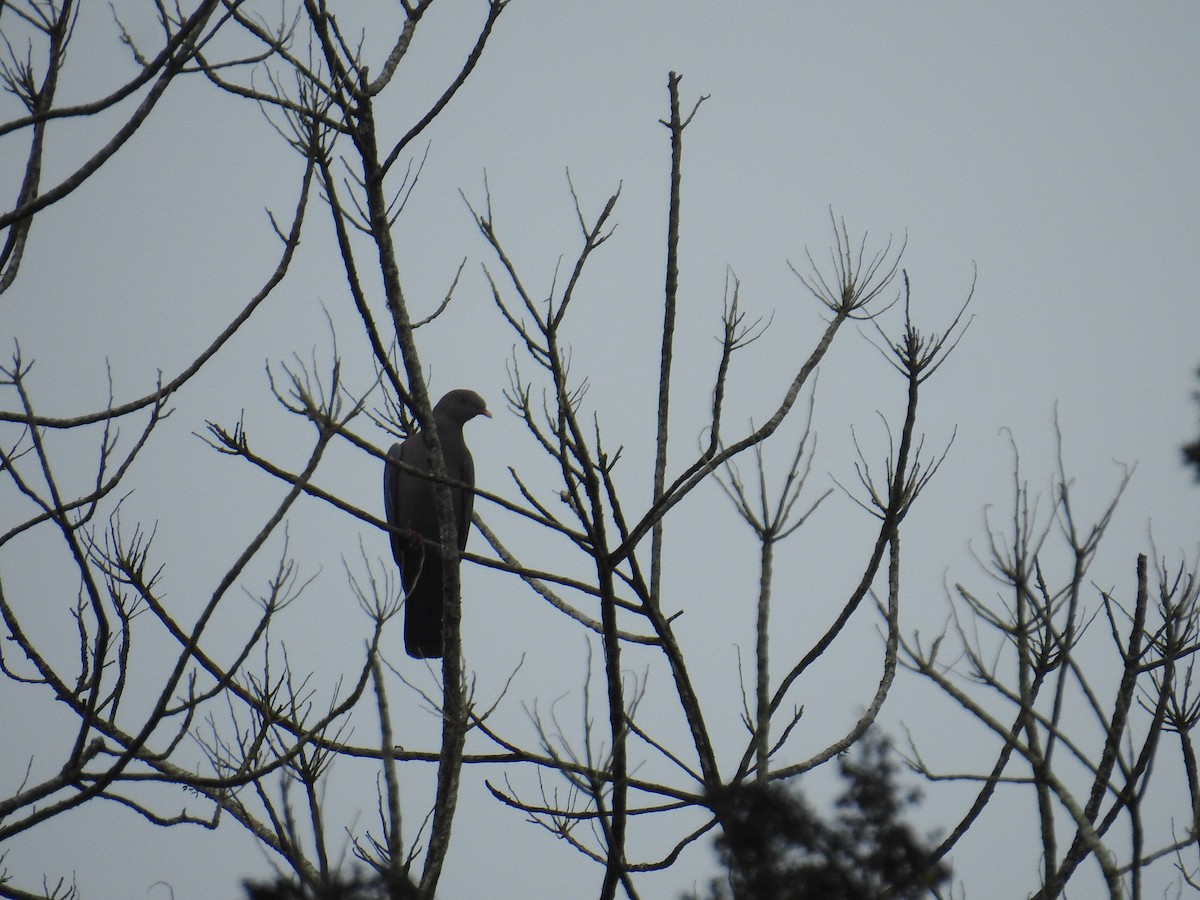 Red-billed Pigeon - ML644717464