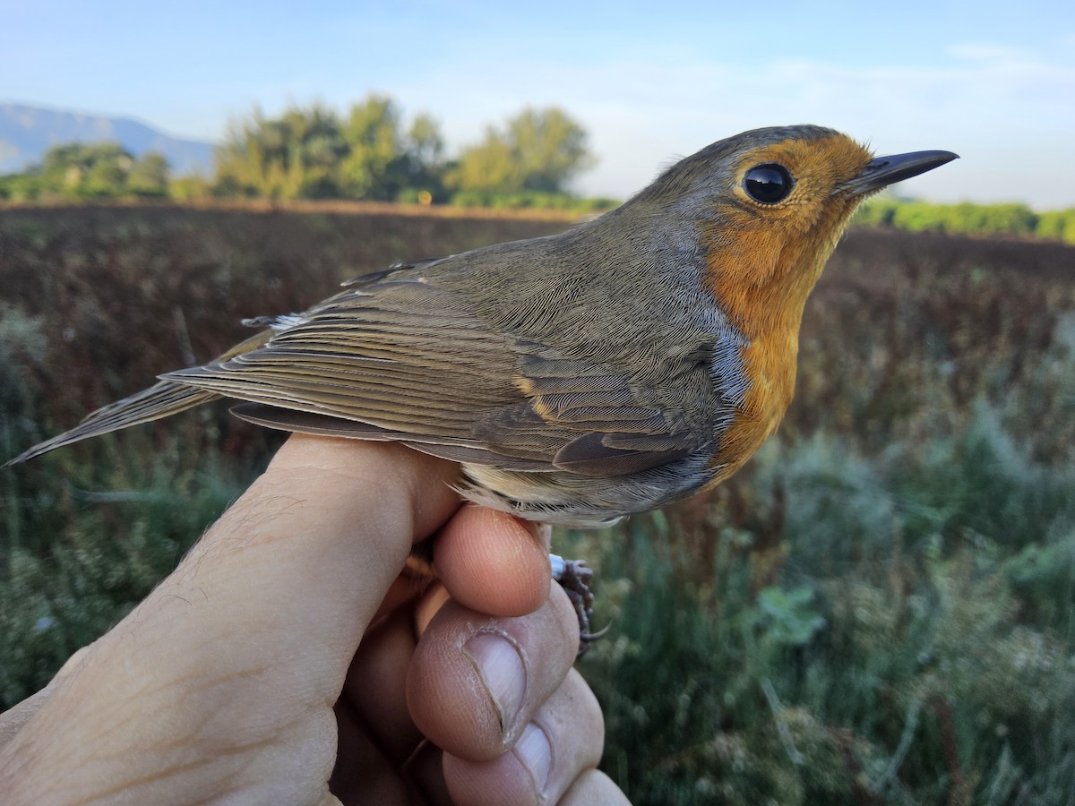 European Robin - ML644717465