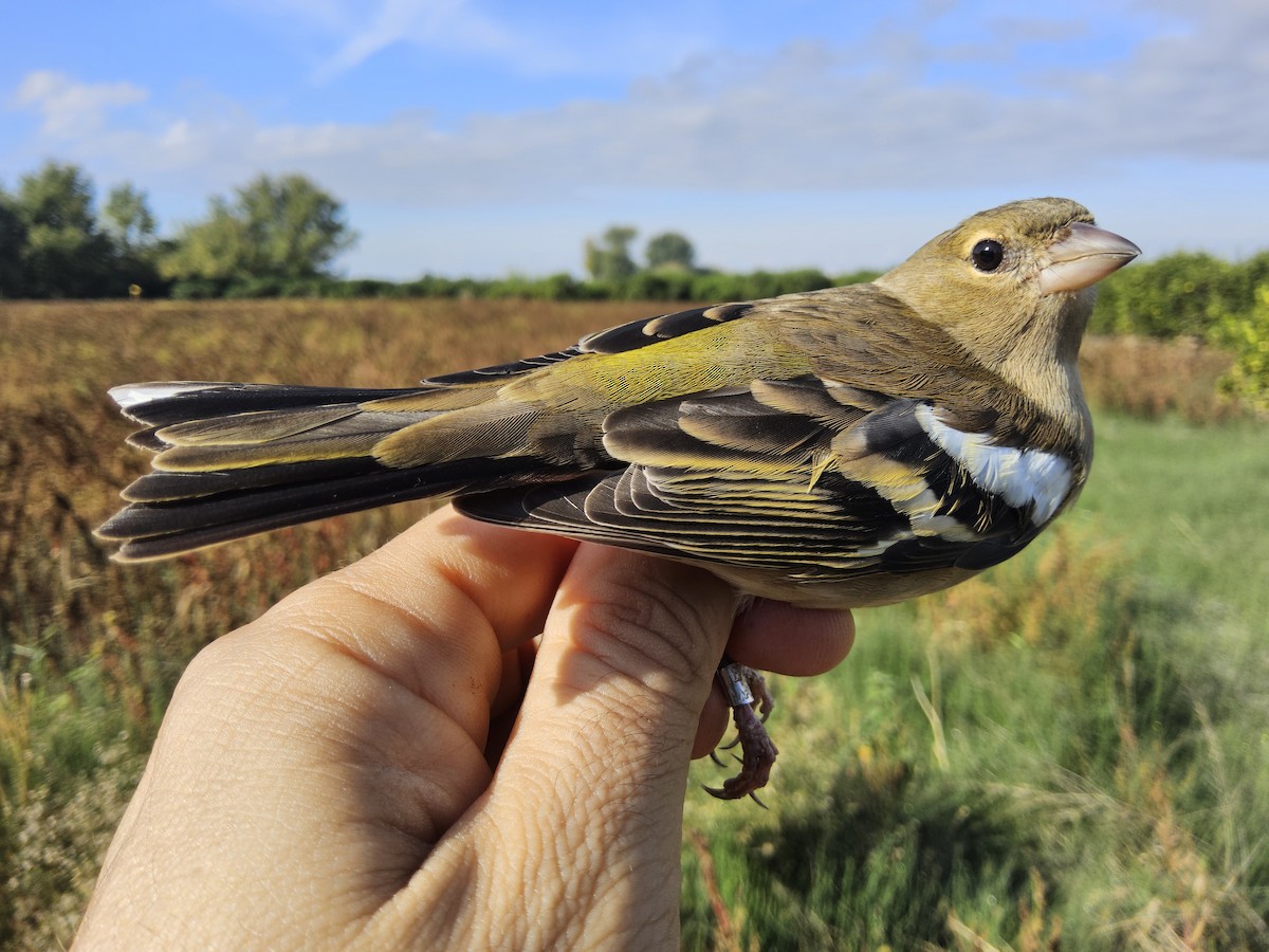 Common Chaffinch - ML644717476
