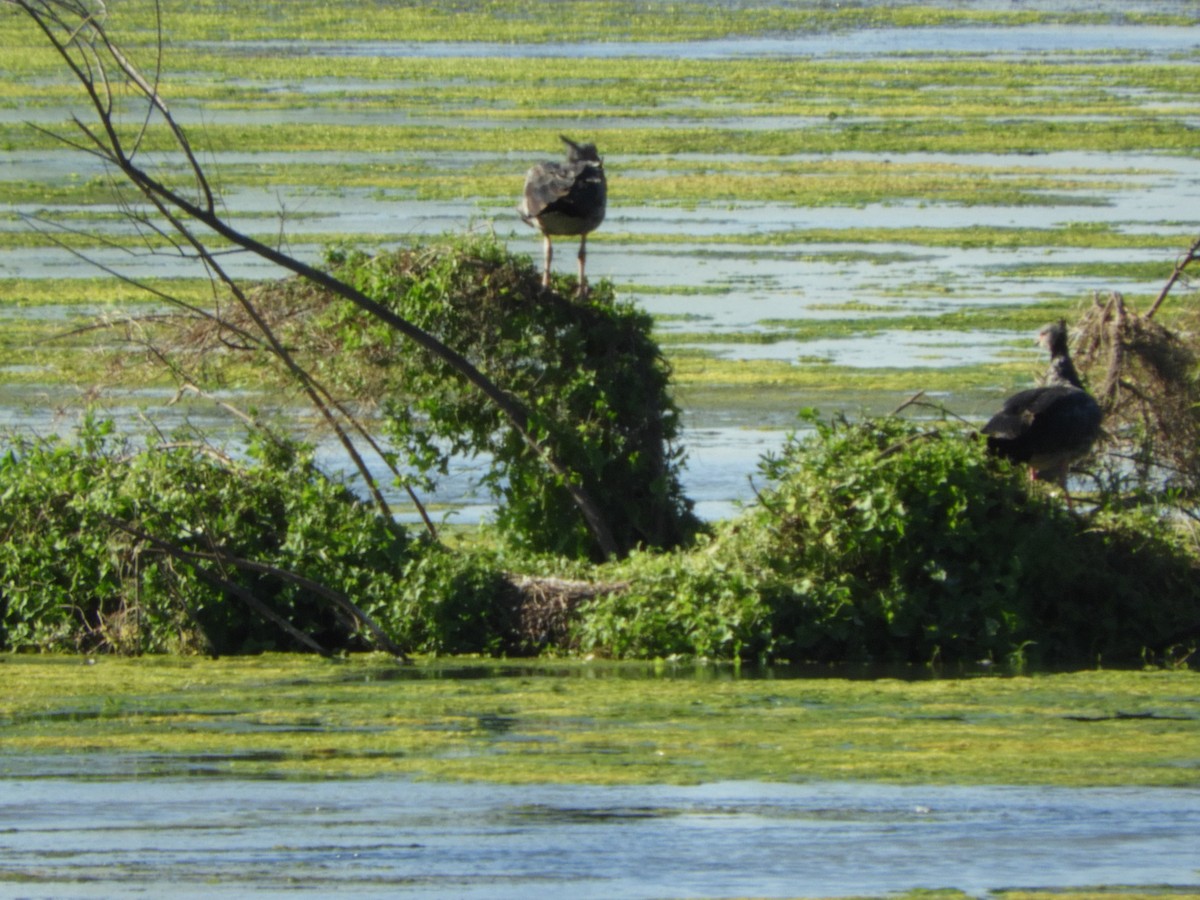 カンムリサケビドリ - ML644717481