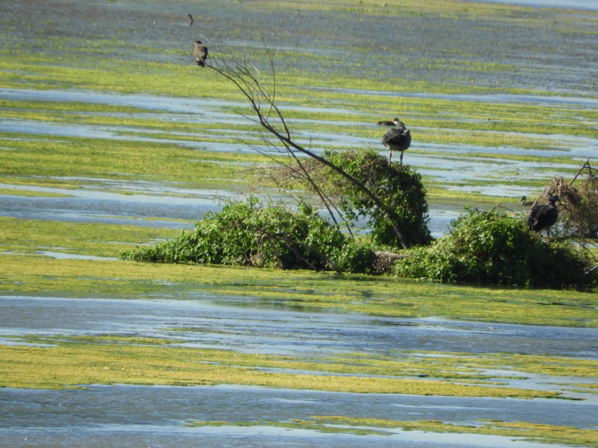 カンムリサケビドリ - ML644717482