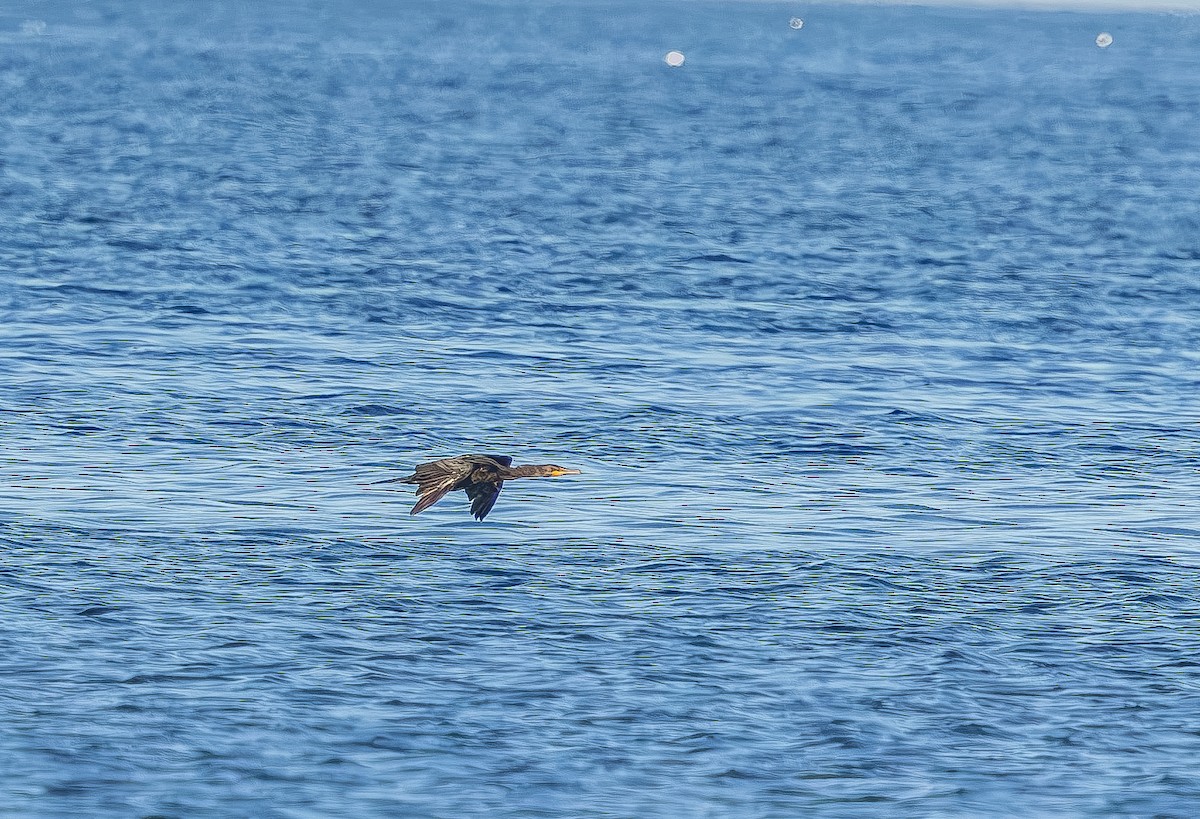 ミミヒメウ - ML644717488