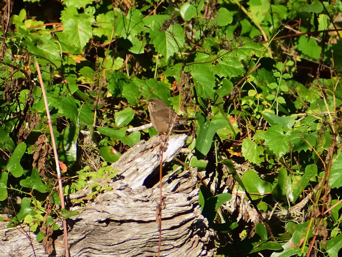 Northern House Wren - ML644717489