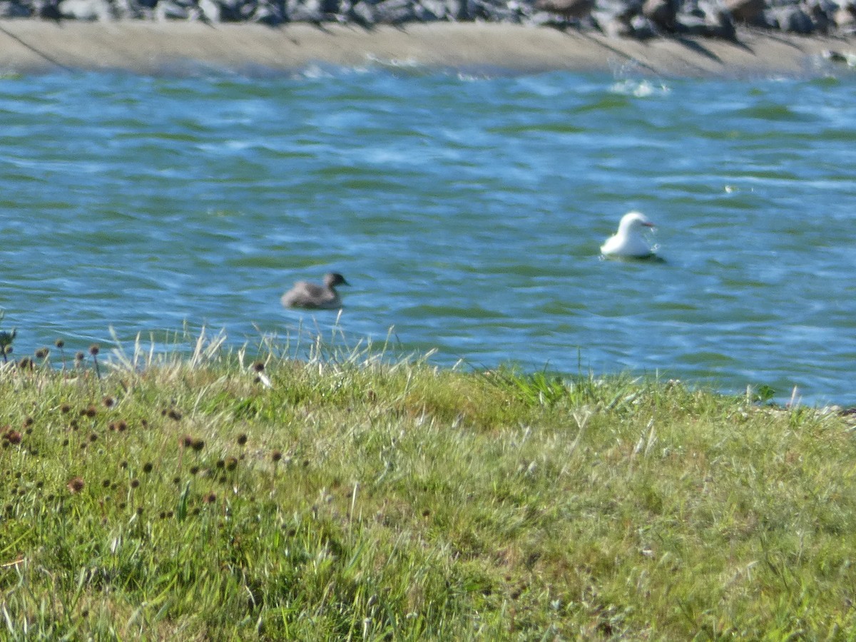 シラガカイツブリ - ML644717490