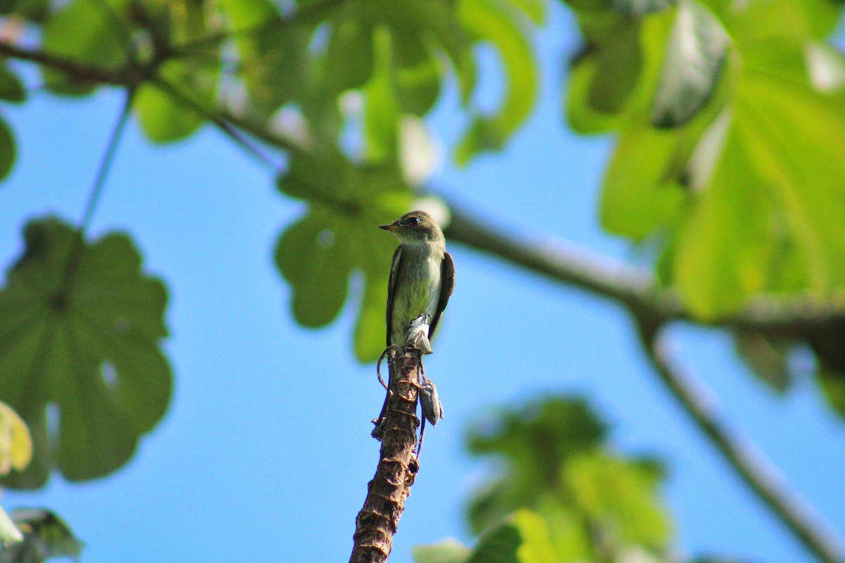 モリタイランチョウ - ML644717495