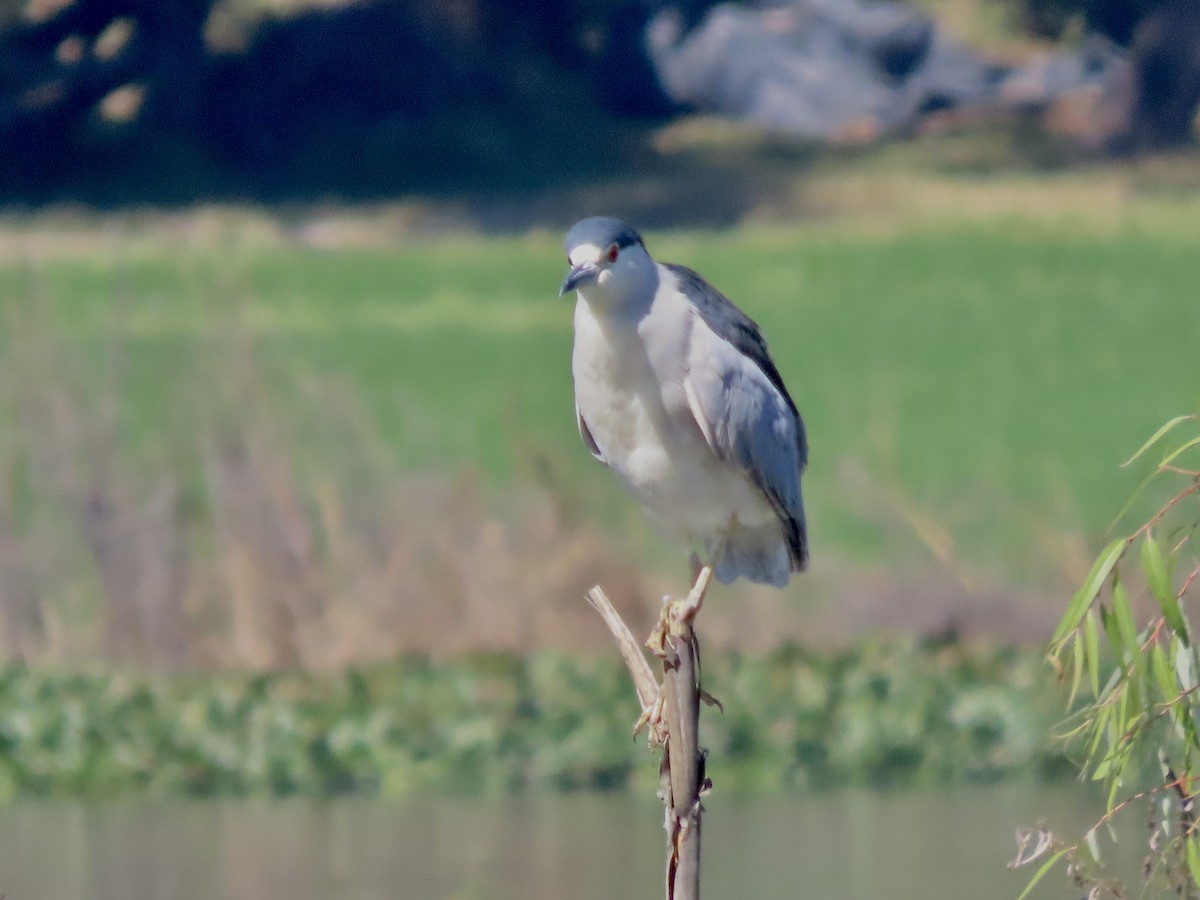 ゴイサギ - ML644717496