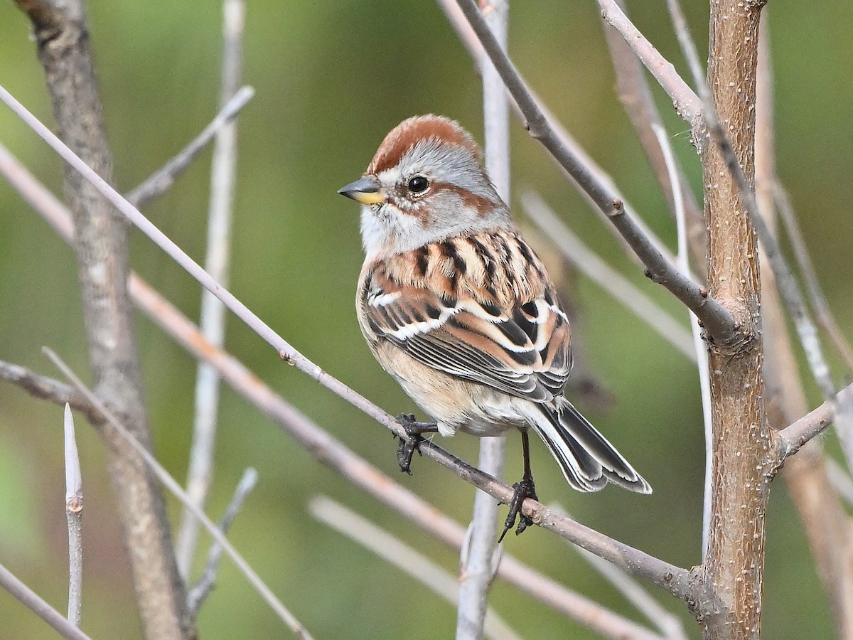 ムナフヒメドリ - ML644717497