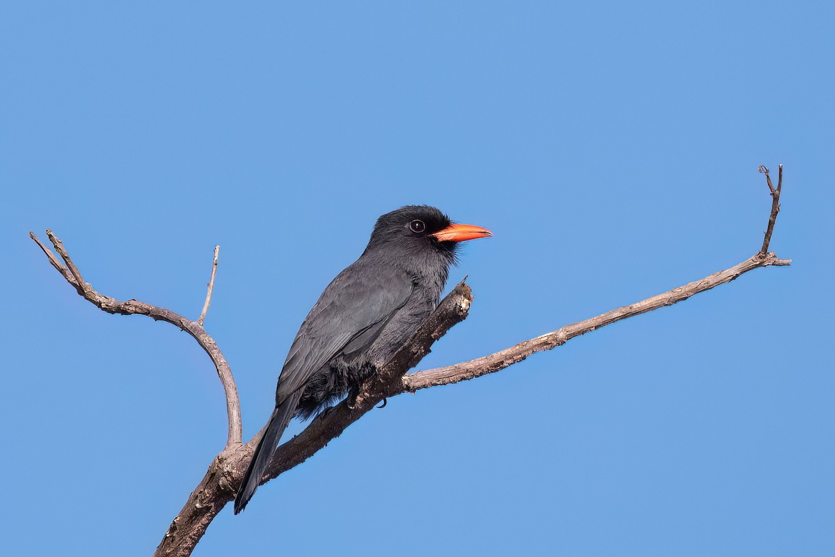 クロビタイアマドリ - ML644717498