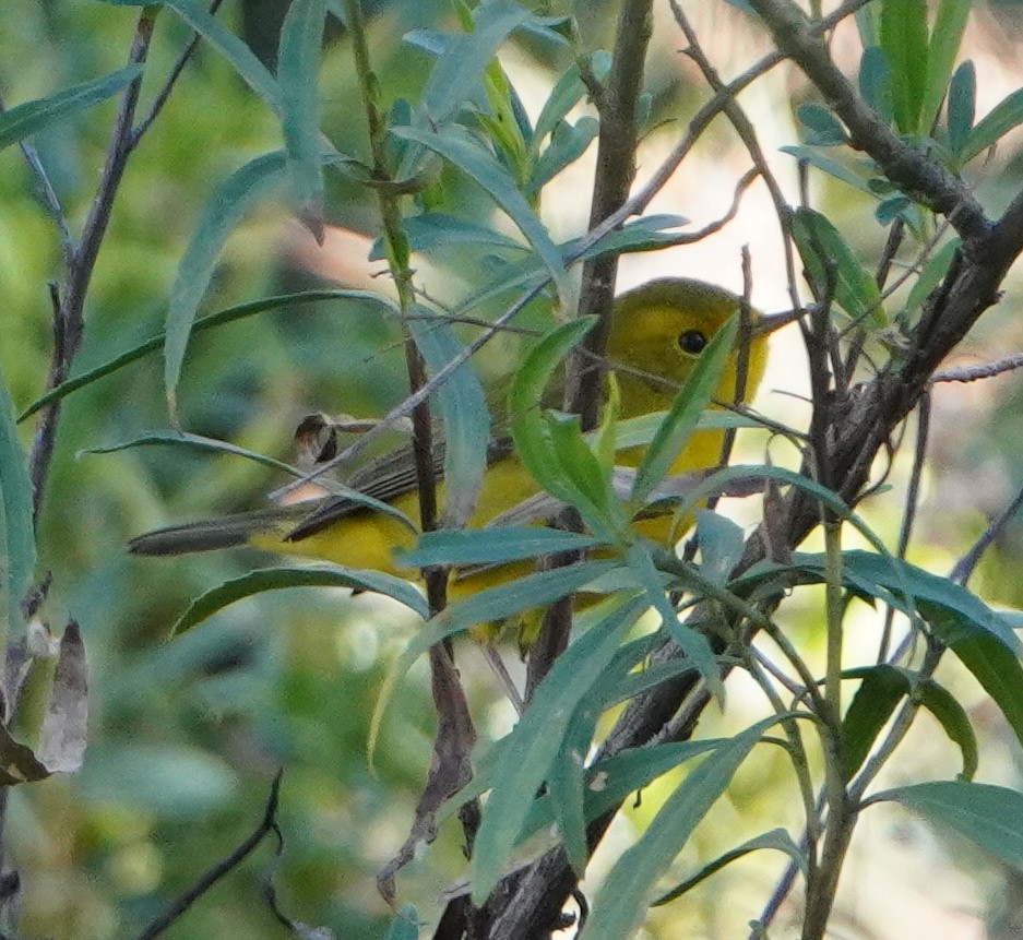 ウィルソンアメリカムシクイ - ML644717499