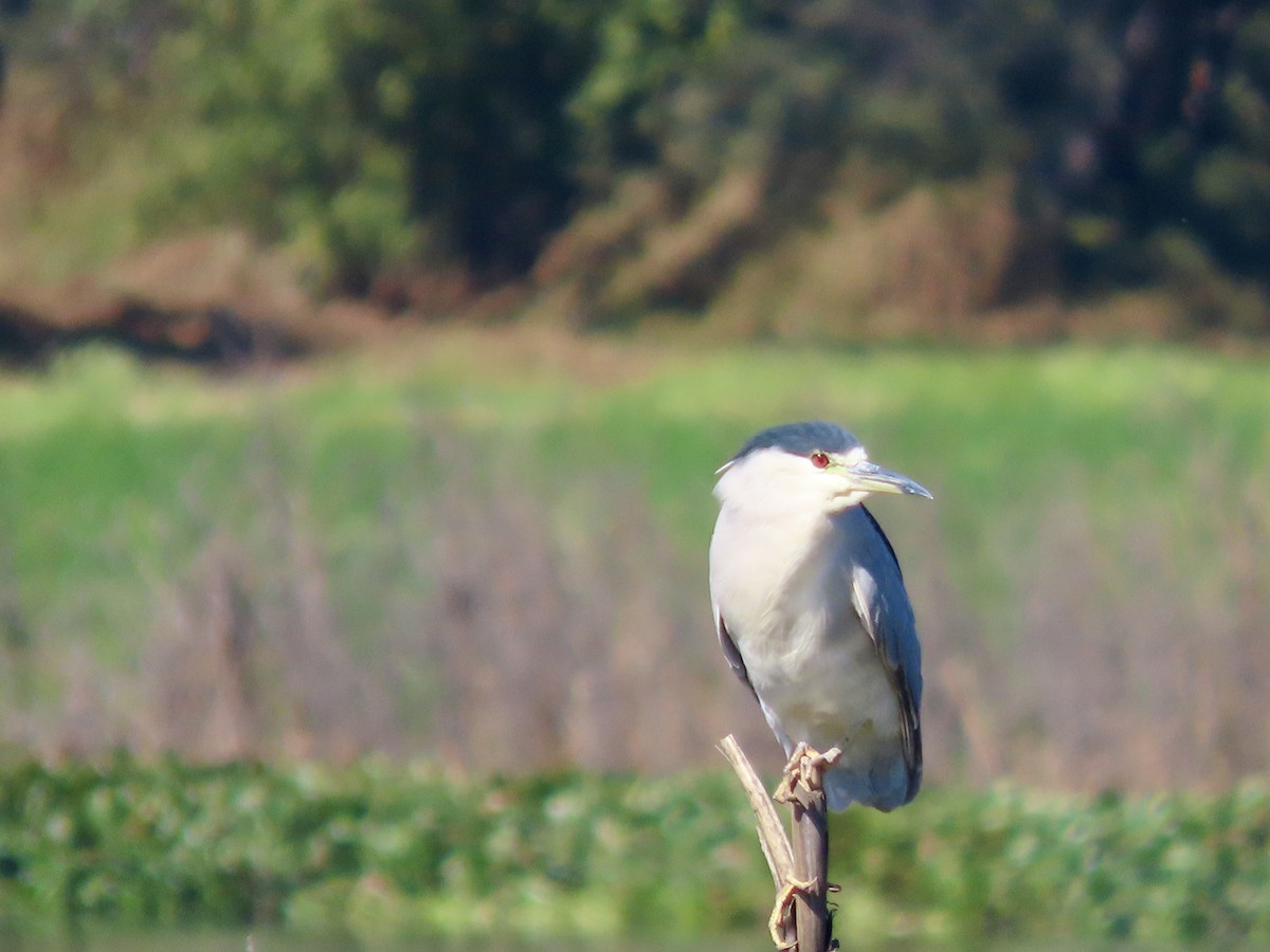 ゴイサギ - ML644717501