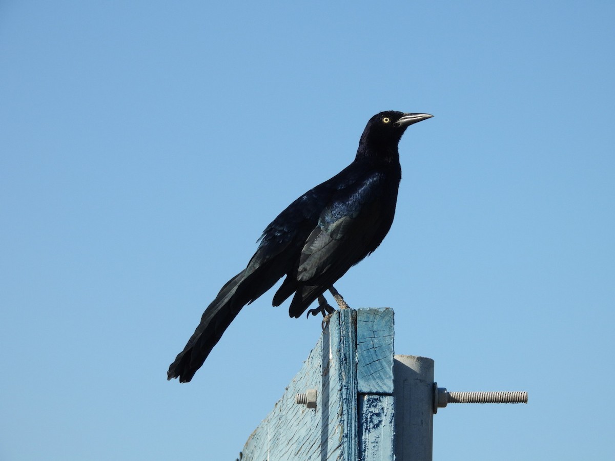 オナガクロムクドリモドキ - ML644717503