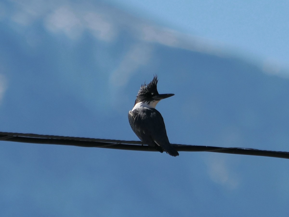 アメリカヤマセミ - ML644717505